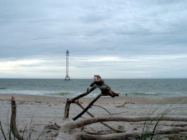 aal.jpg